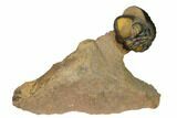 Enrolled Reedops Trilobite - Lghaft , Morocco #164634-1